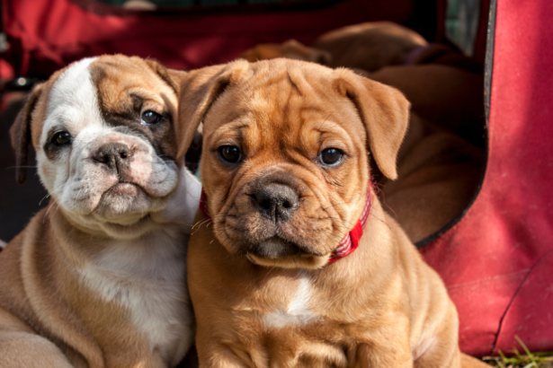 English Bulldog Puppies
