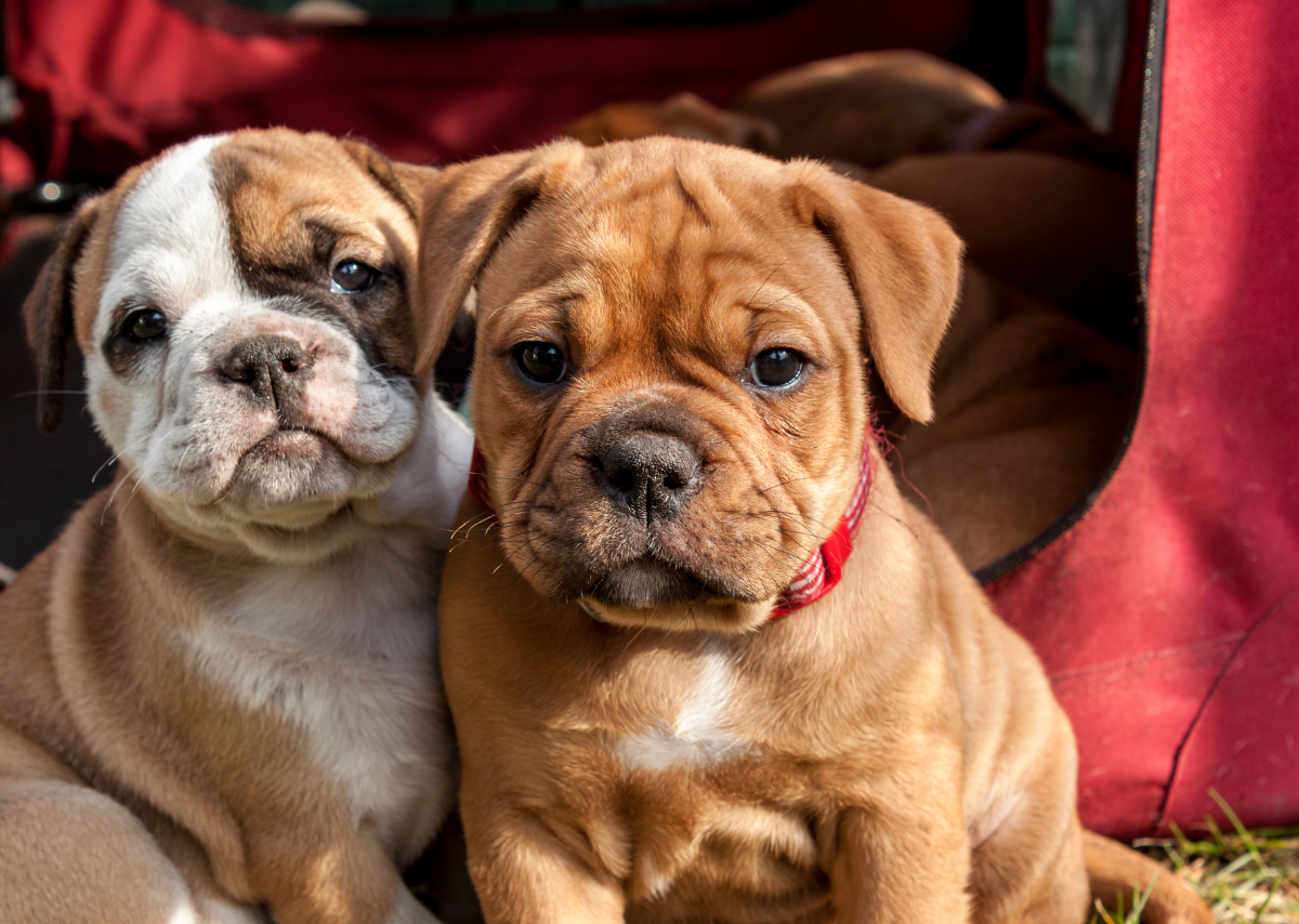 English Bulldog Puppies