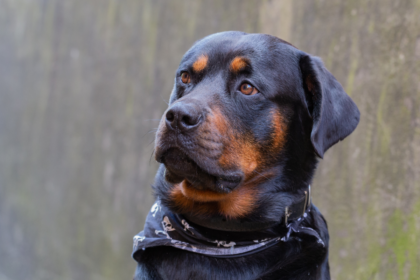 Rottweiler Price