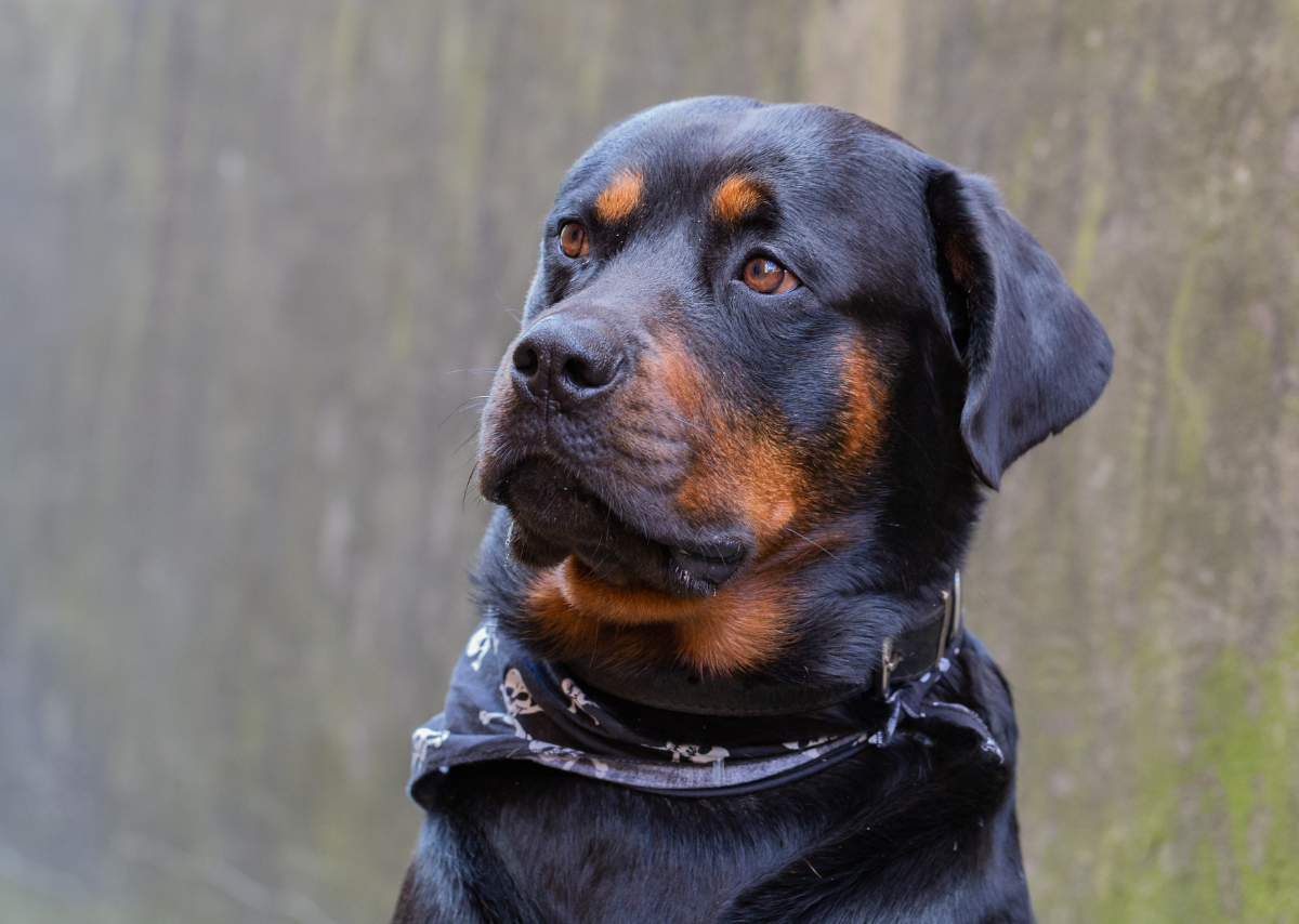 Rottweiler Price