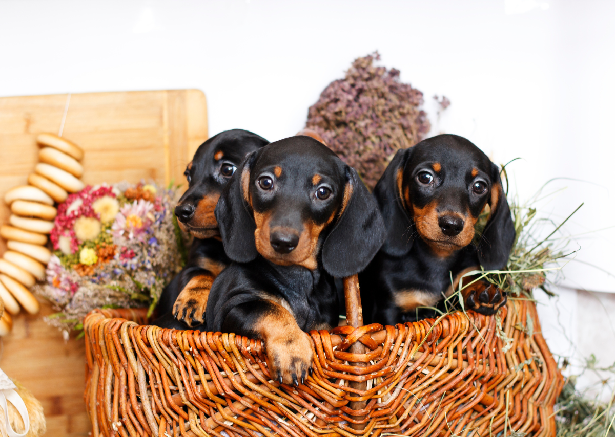 Rottweiler Puppies Near Me