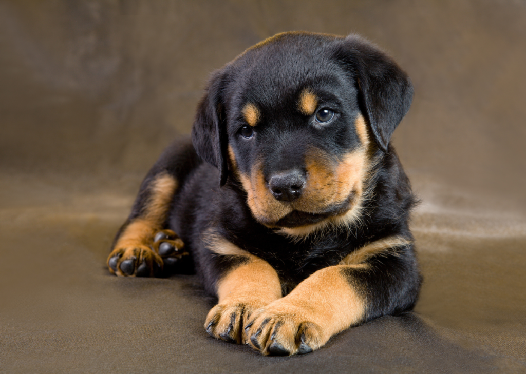 Rottweiler Puppies Near Me