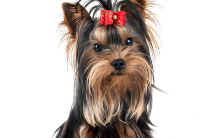 Teacup Yorkshire Terrier Dogs
