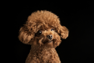 Teacup Poodle