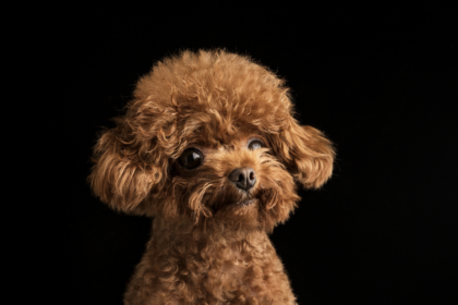 Teacup Poodle