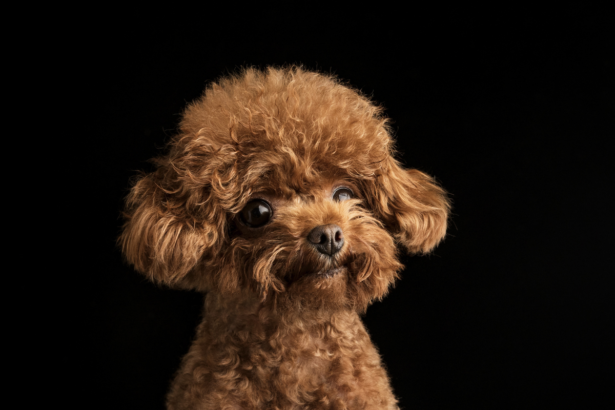 Teacup Poodle