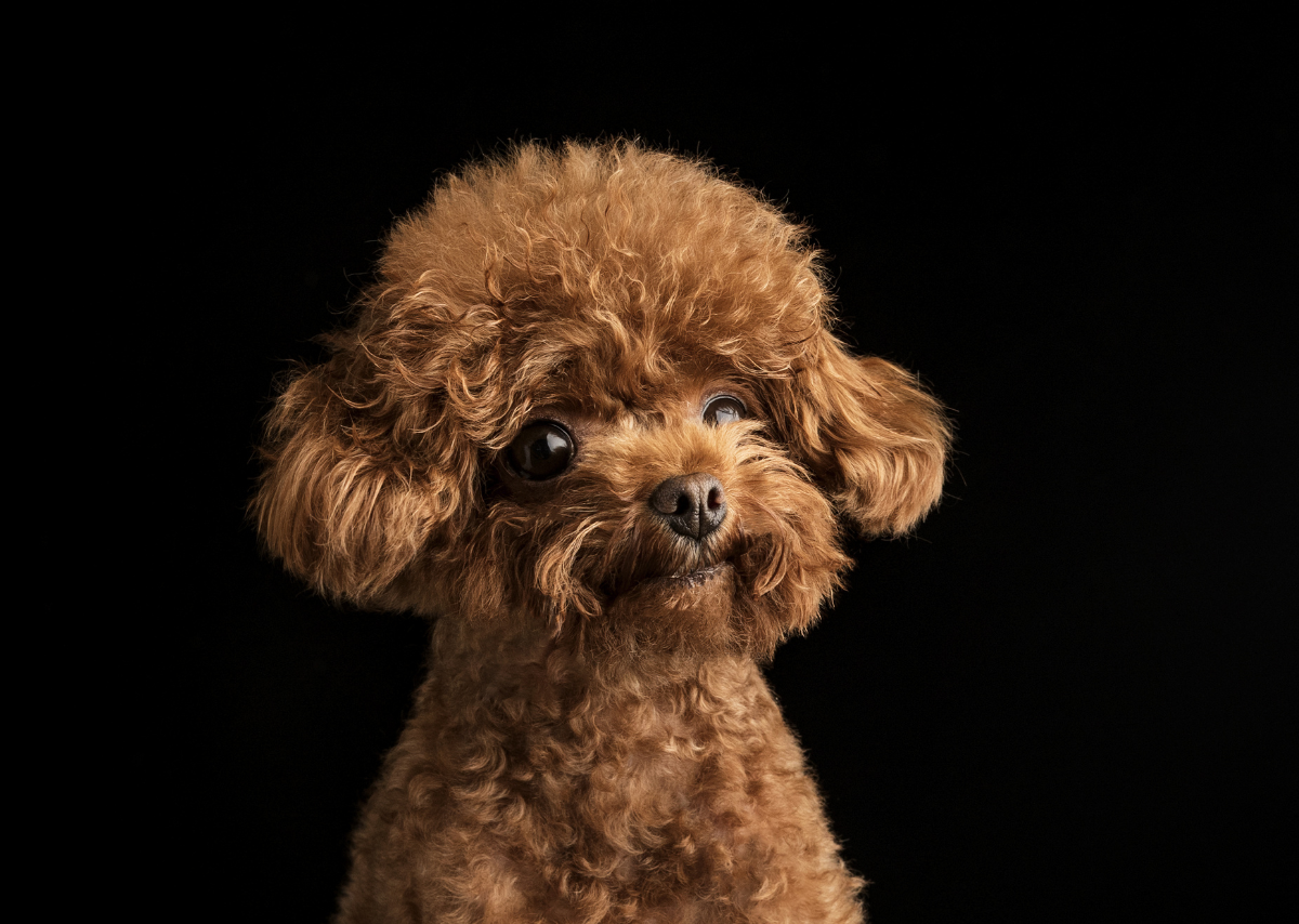 Teacup Poodle