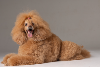 Why Poodles Are the Worst