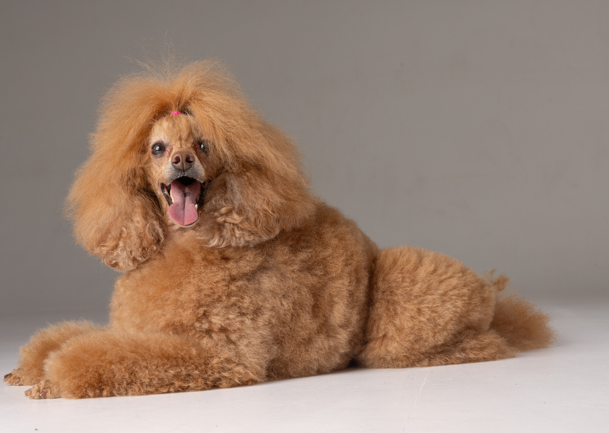 Why Poodles Are the Worst