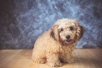 Mini Poodles for Sale