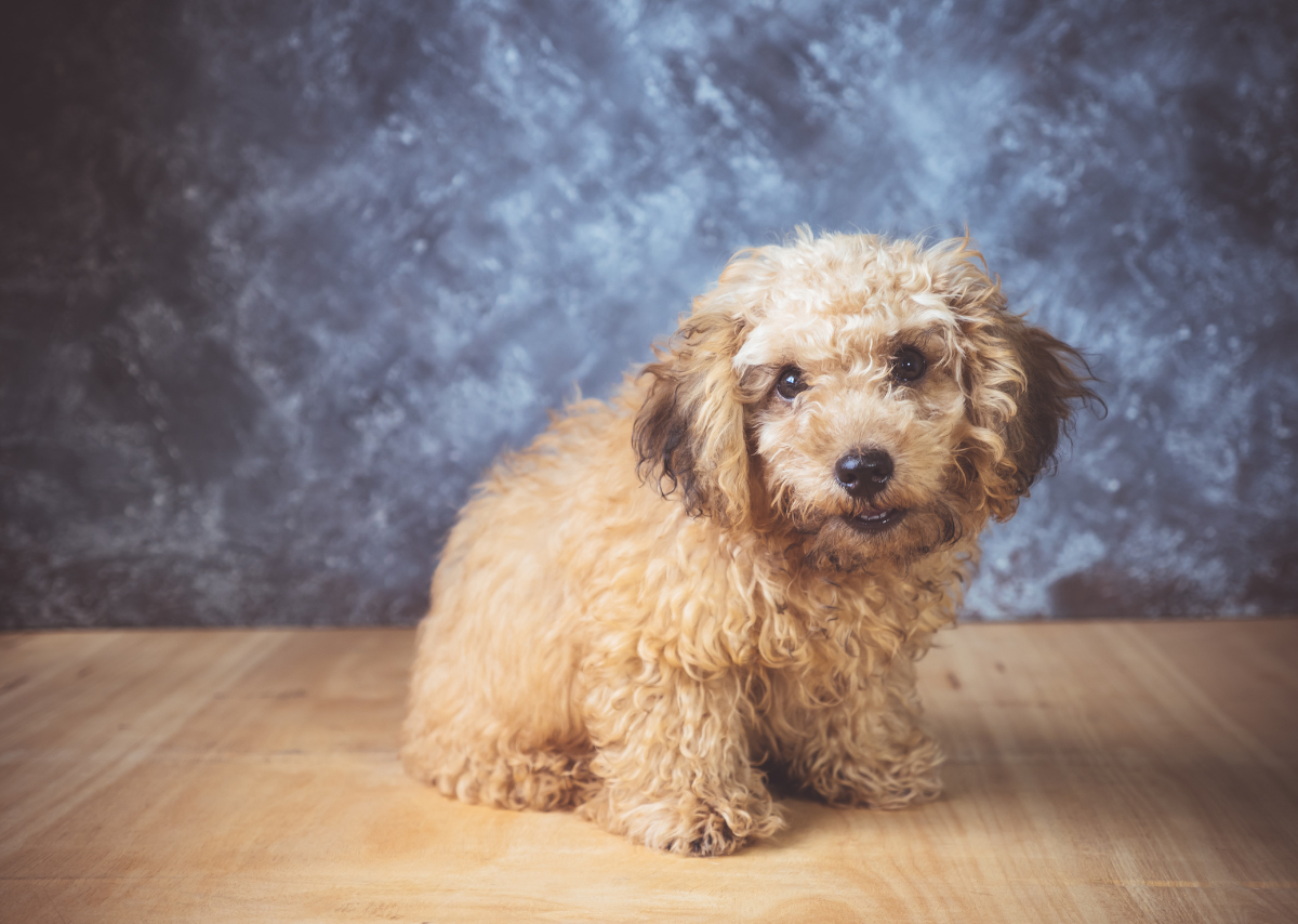 Mini Poodles for Sale