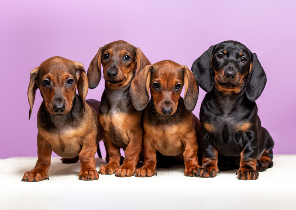 Miniature Dachshund Puppies for Sale