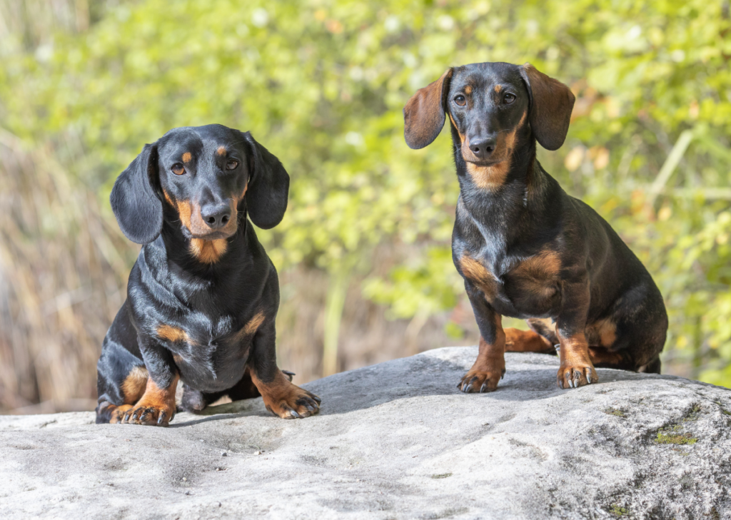 Miniature Dachshund Puppies for Sale