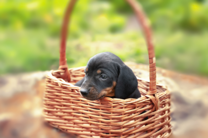 Miniature Dachshund Puppies