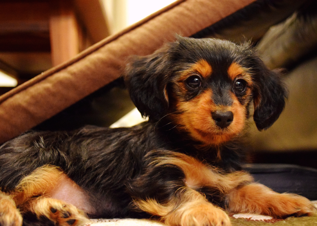 Long Haired Dachshund Puppies