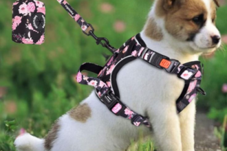 Best Pet Harnesses for Small Dogs