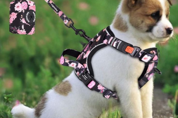 Best Pet Harnesses for Small Dogs
