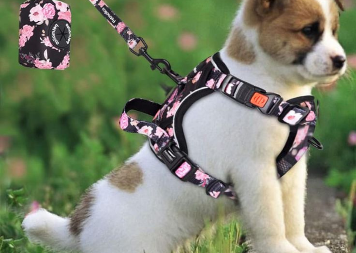 Best Pet Harnesses for Small Dogs