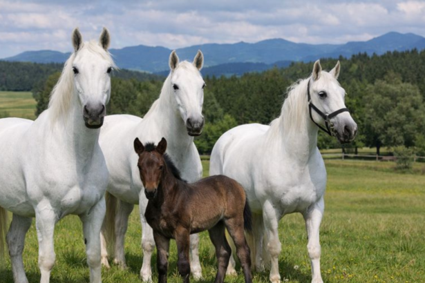 Lipizzaner Horses