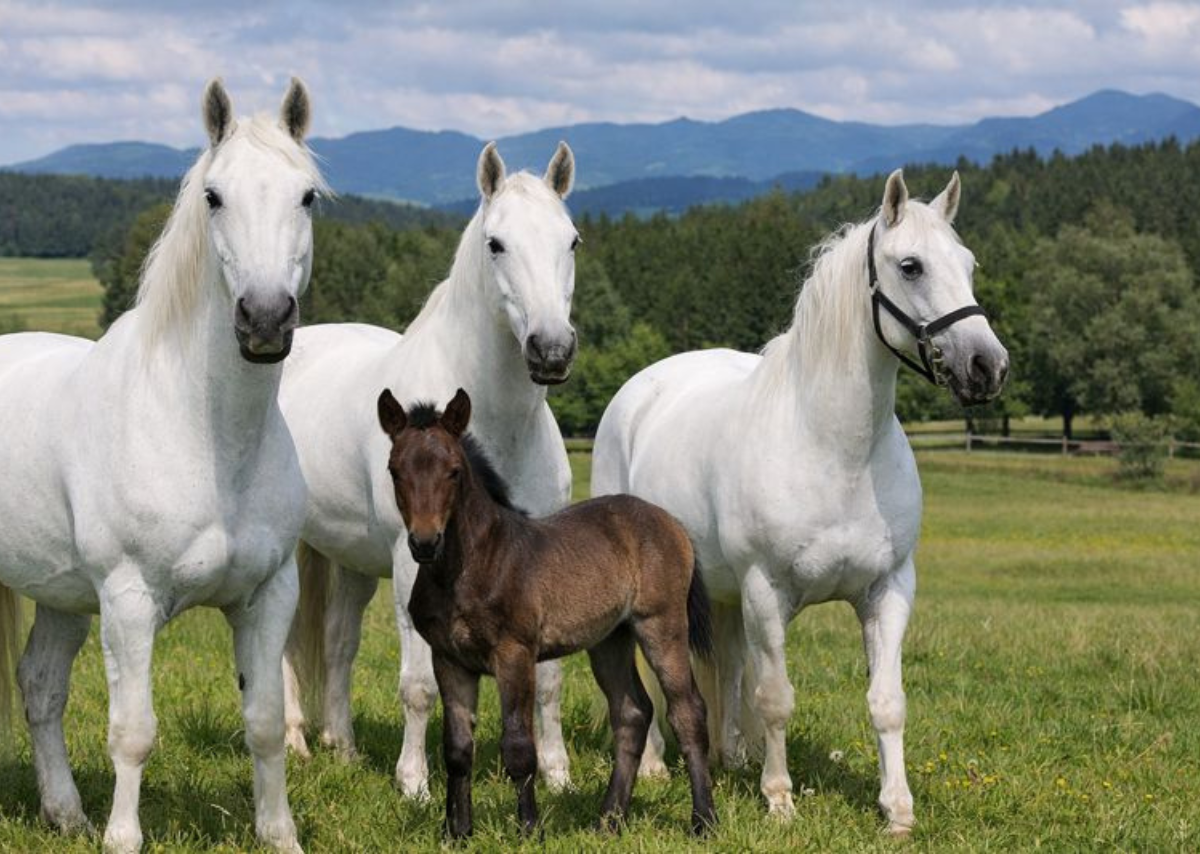 Lipizzaner Horses