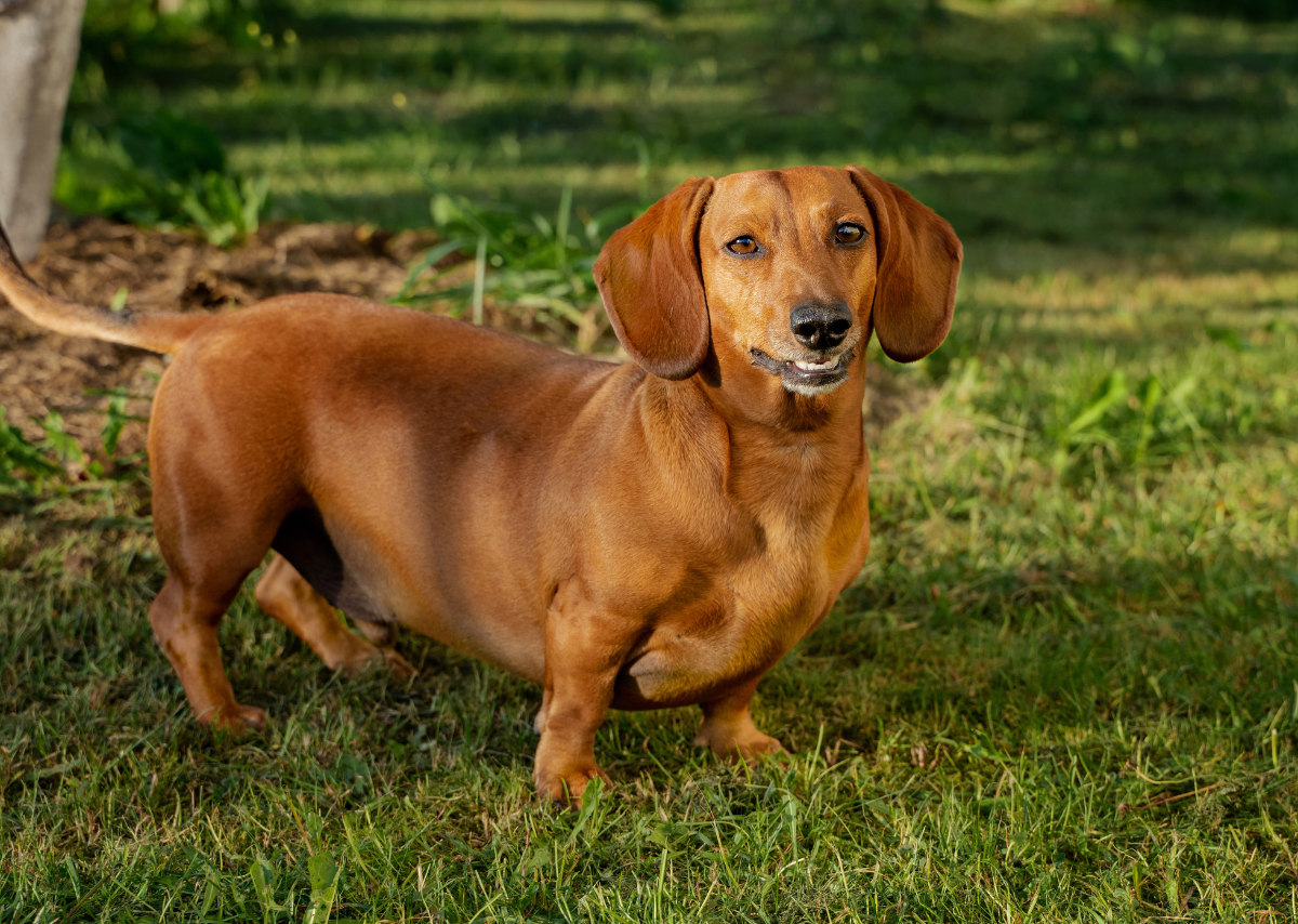 Golden Dachshunds