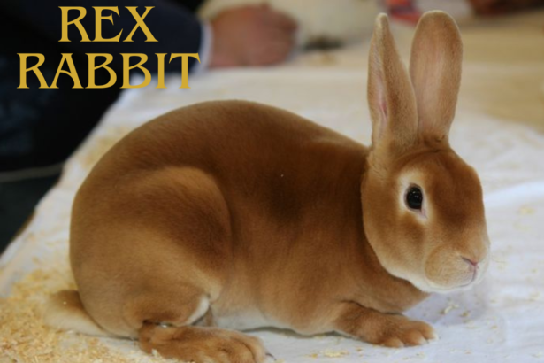 Rex Rabbit