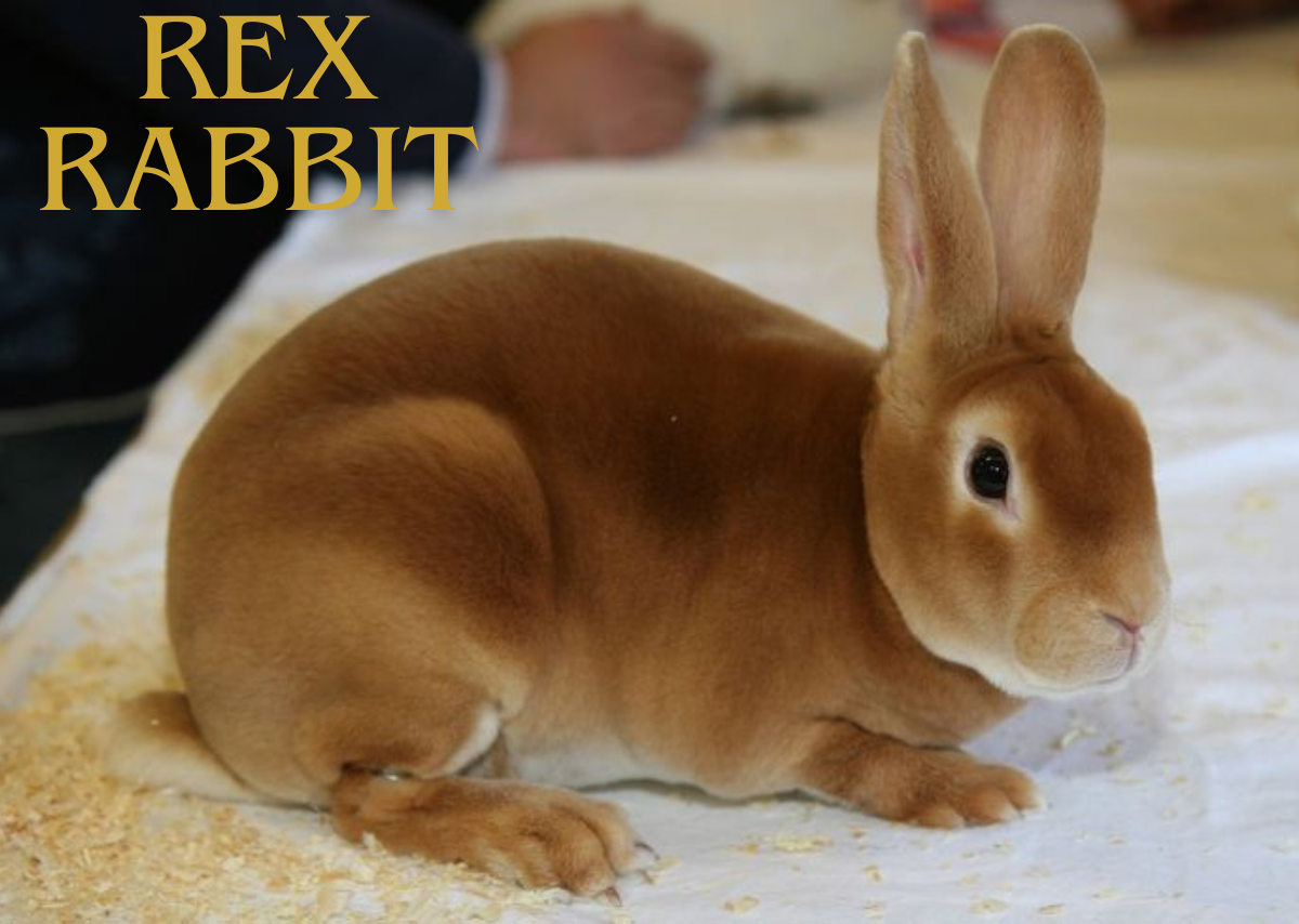 Rex Rabbit
