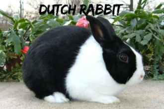 Dutch Rabbit