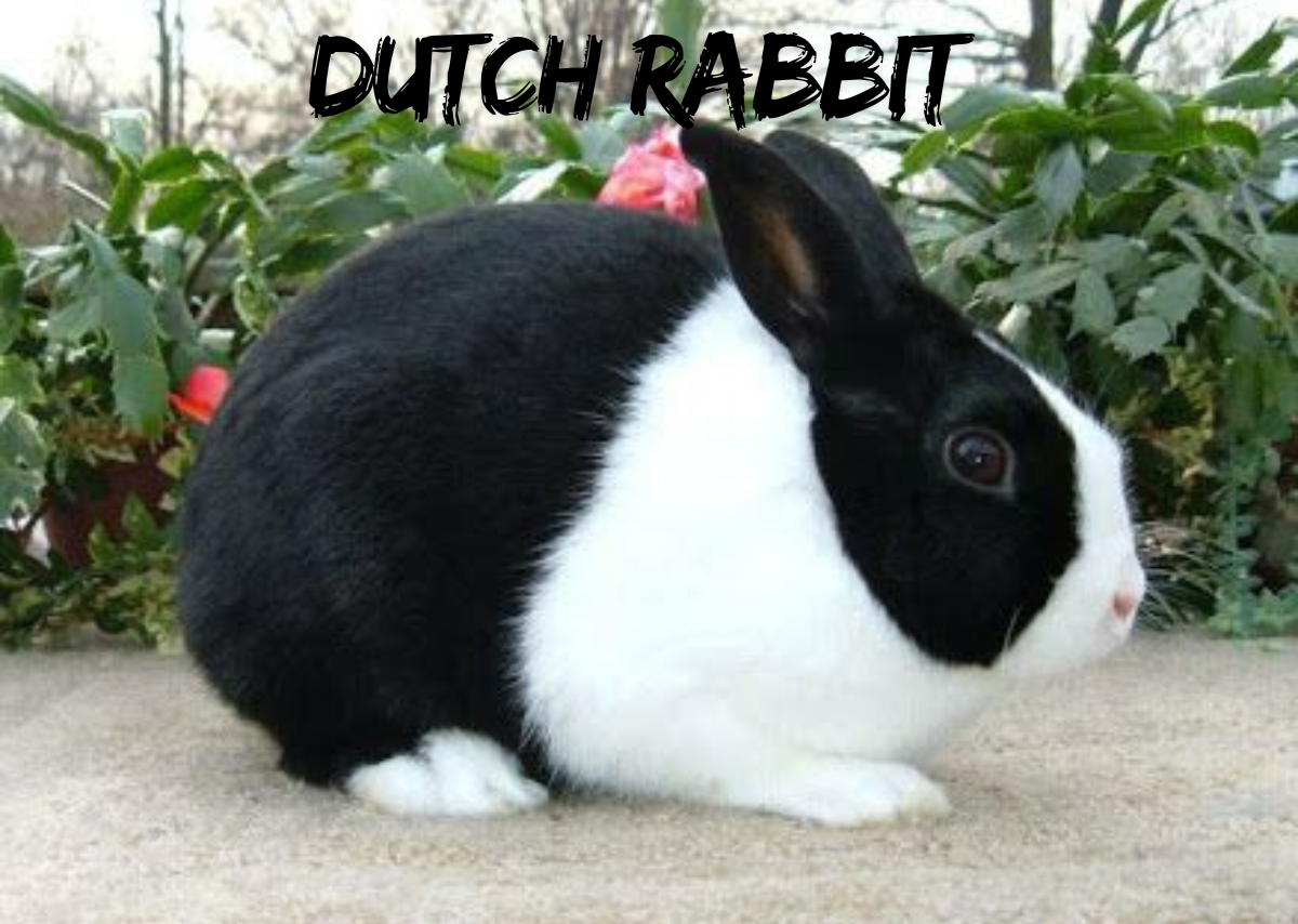 Dutch Rabbit