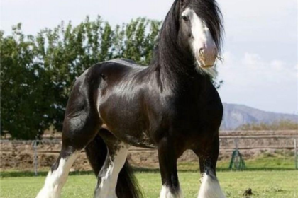 Shire horse