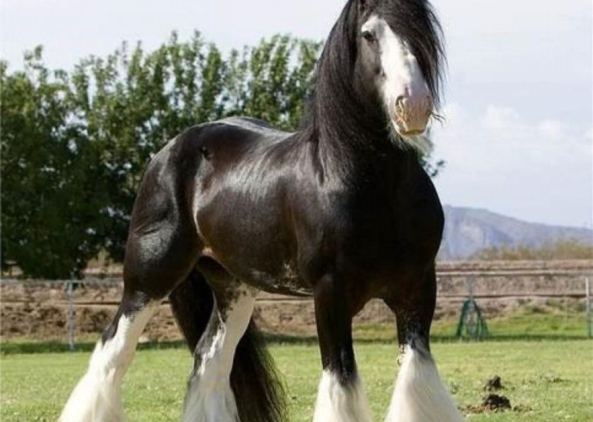 Shire horse