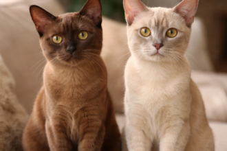 Burmese &nbsp;Cats