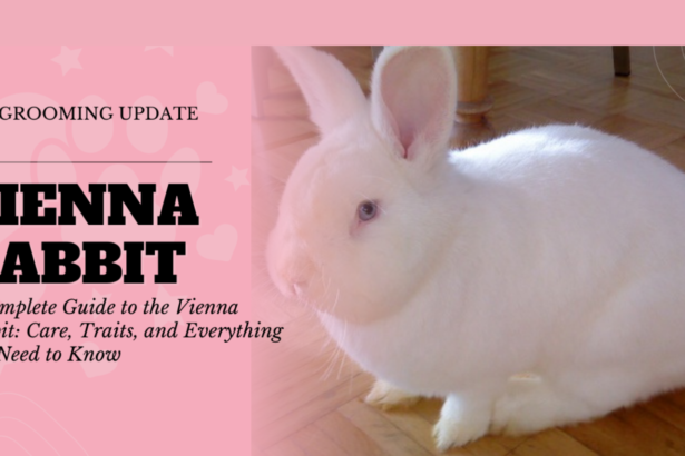 A Complete Guide to the Vienna Rabbit