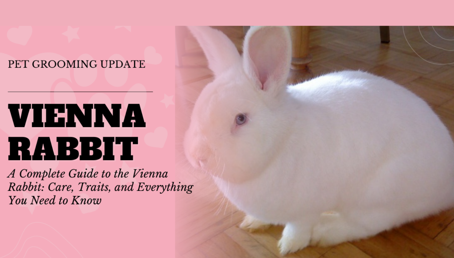 A Complete Guide to the Vienna Rabbit