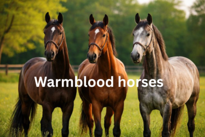 Warmblood horses